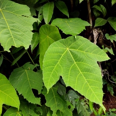 Macaranga triloba