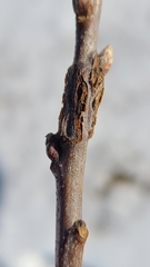 Lasioptera querciperda