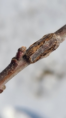Lasioptera querciperda