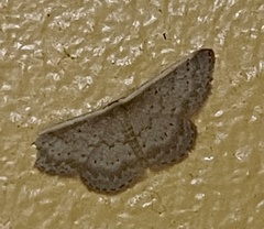 Idaea inversata