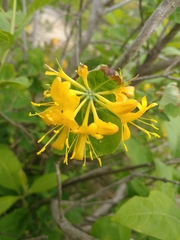 Lonicera flava