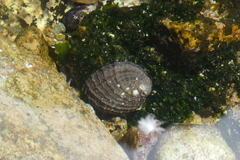 Concholepas concholepas