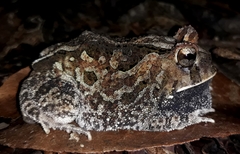 Proceratophrys cristiceps