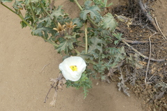 Argemone hunnemannii