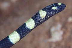 Hydrophis coggeri