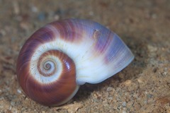 Natica vitellus