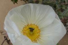 Argemone hunnemannii