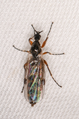 Bibiodes halteralis