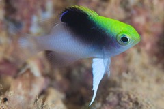 Chrysiptera rollandi