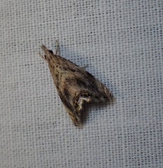 Glaucocharis dilatella