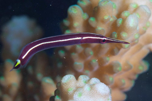 Urchin clingfish (Diademichthys lineatus) — Gobiesocidae — 4