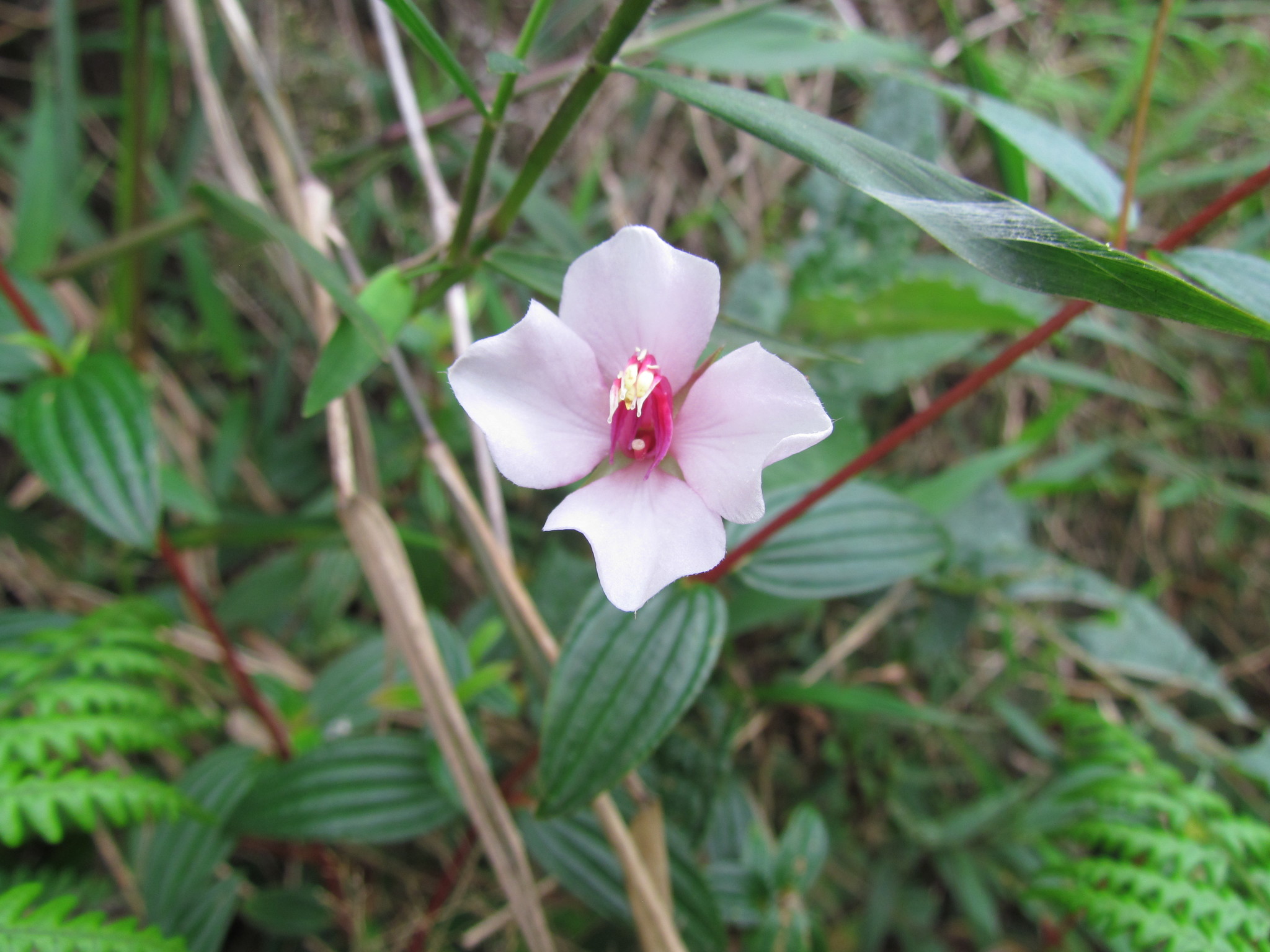 Monochaetum lineatum image