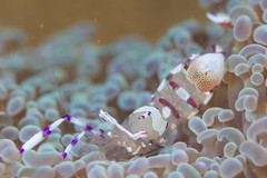 Ancylomenes speciosus