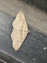 Syneora fractata