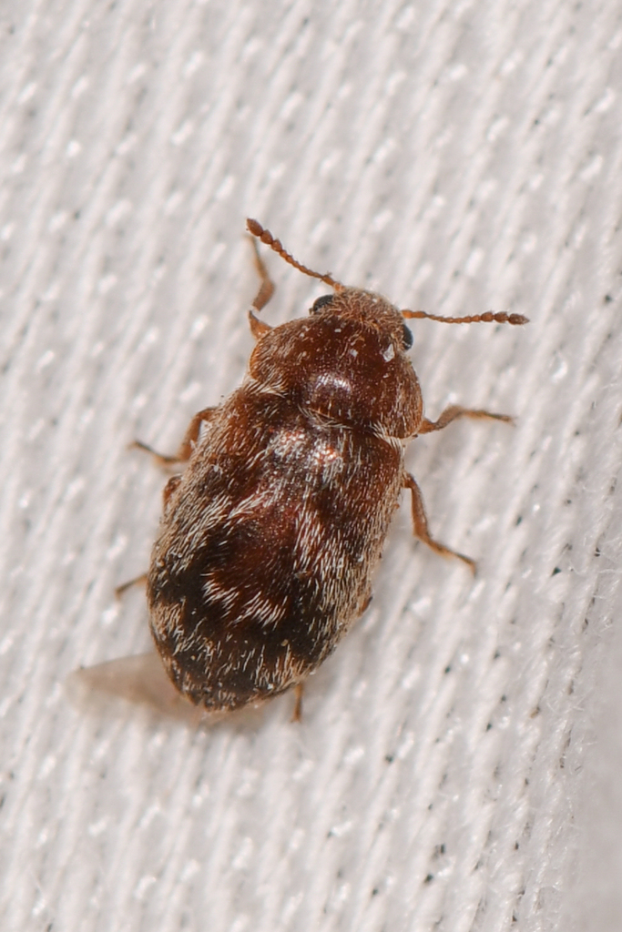Xerasia grisescens