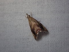 Glaucocharis dilatella