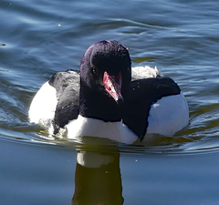 Mergus merganser