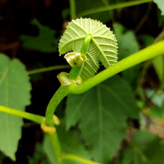 Macaranga triloba