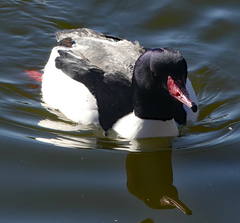 Mergus merganser