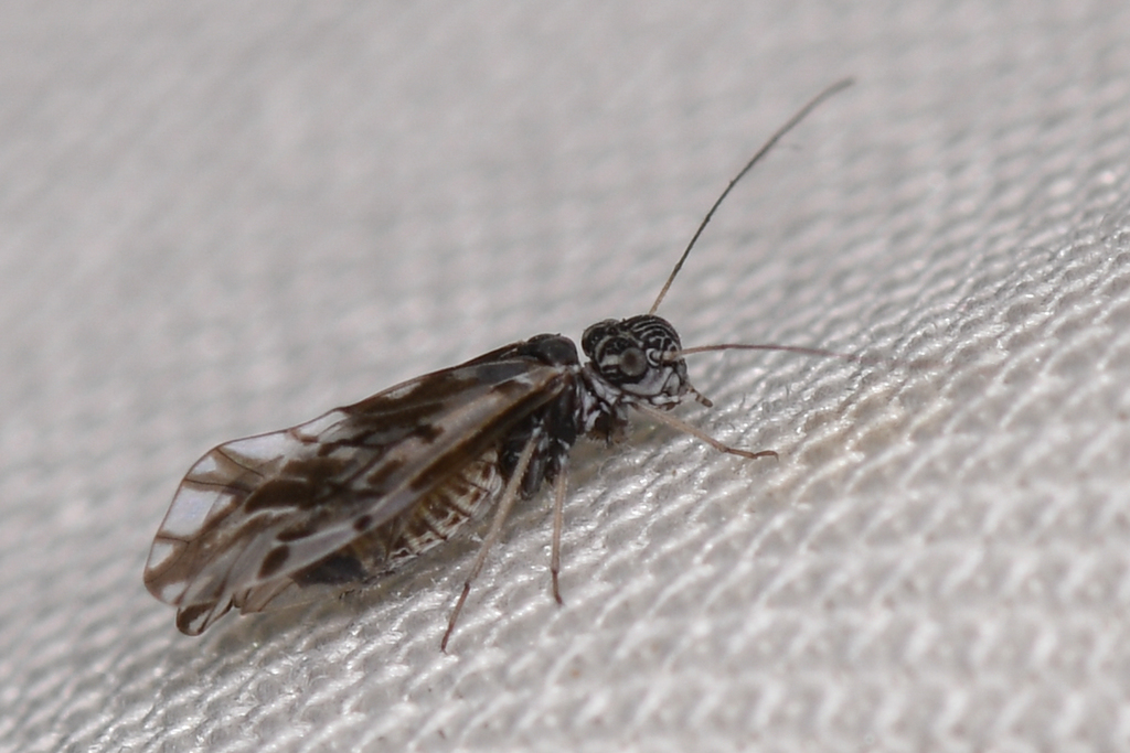 Indiopsocus coquilletti