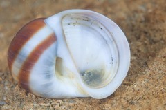 Natica vitellus