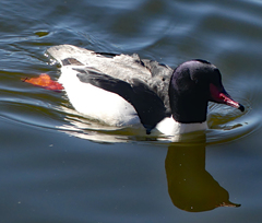 Mergus merganser