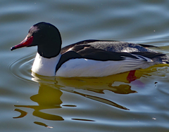 Mergus merganser