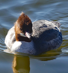 Mergus merganser
