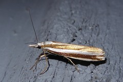 Orocrambus vittellus
