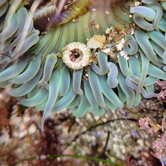 Strongylocentrotidae