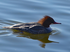 Mergus merganser