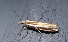 Orocrambus vittellus