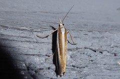 Orocrambus vittellus