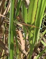 Ischnura aurora aurora