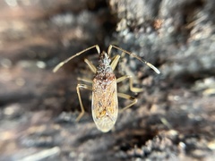 Ozophora occidentalis