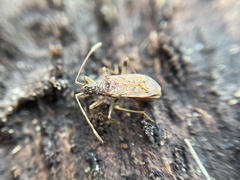 Ozophora occidentalis