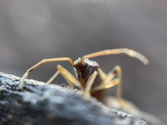 Ozophora occidentalis