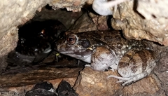 Leptodactylus syphax