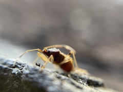 Ozophora occidentalis