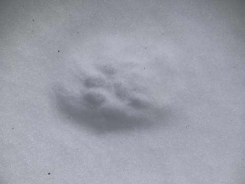 Bobcat photographed in Maryland