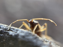 Ozophora occidentalis