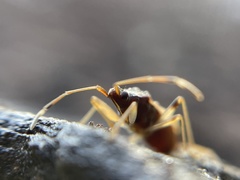 Ozophora occidentalis