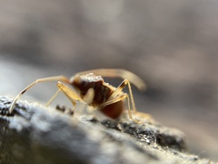 Ozophora occidentalis