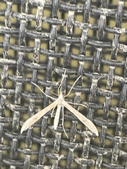 Platyptilia celidotus