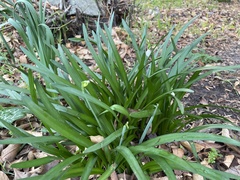 Leucojum aestivum