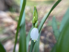 Leucojum aestivum