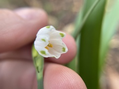 Leucojum aestivum