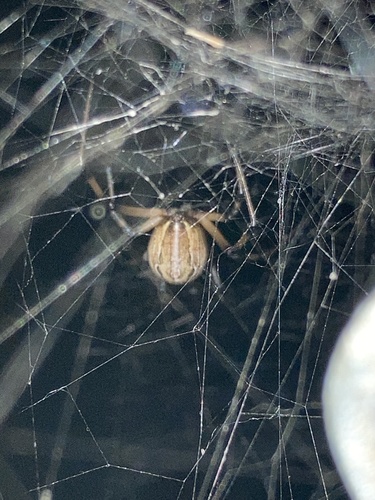 Brown Widow photo 4
