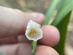 Leucojum aestivum