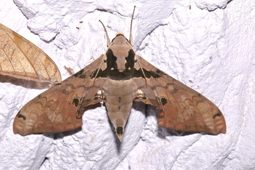 Photo of Pink Hawkmoth (Adhemarius gannascus)